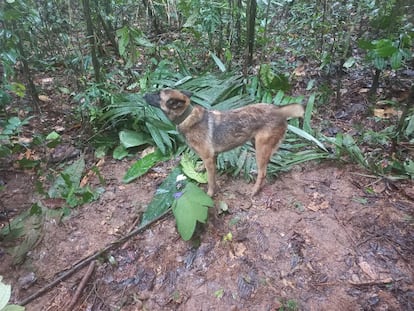 Un perro del escuadrón de búsqueda olfatea los rastros dejados por los niños.