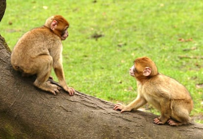 Durante un a&ntilde;o se priv&oacute; a tres macacos de la visi&oacute;n de caras humanas o de cong&eacute;neres.