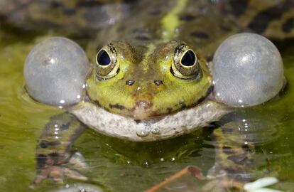 Una 'rana esculenta' descansa en un estanque en el Jardín Botánico de Heidelberg (Alemania). La rana esculenta, también llamada rana de agua o de estanque, es un cruce entre la rana verde centroeuropea y la rana europea común.