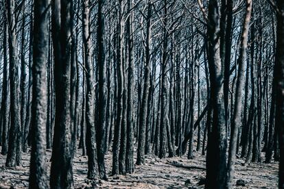 Vista de los árboles de un bosque quemados tras el paso del incendio declarado en Bejís.