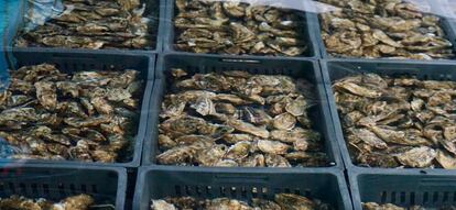 Las ostras se purifican en la depuradora durante dos días antes de ser envasadas.