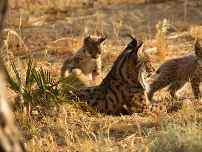 Un ejemplar de lince, junto a sus crías.