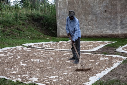 Magambo, de 45 años y padre de nueve hijos, seca el café en la aldea de Kako, en el territorio de Rutshuru, provincia de Kivu del Norte, República Democrática del Congo, el 10 de junio de 2025.
