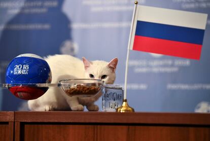 O gato Aquiles prevê o ganhador do primeiro jogo da Copa do Mundo da Rússia 2018.