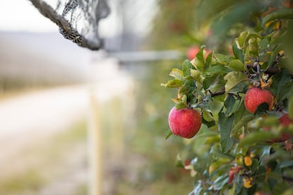 Manzanas de la plantación de Nufri en Soria. Imagen proporcionada por la empresa.