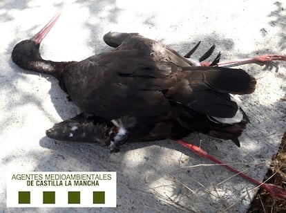 Una cigüeña negra electrocutada.