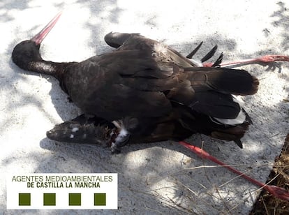 Una cigüeña negra electrocutada. 