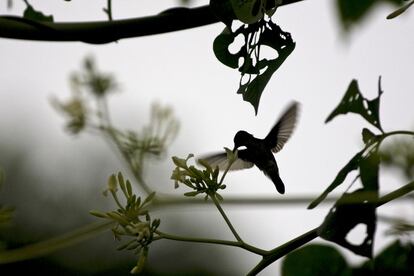 Picaflor en plena faena disfruta de una flor en la selva de Camisea, Perú.