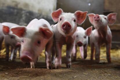 Un grupo de cerdos en una granja en Francia. 
