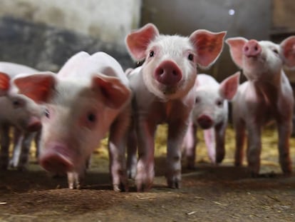 Un grupo de cerdos en una granja en Francia. 
