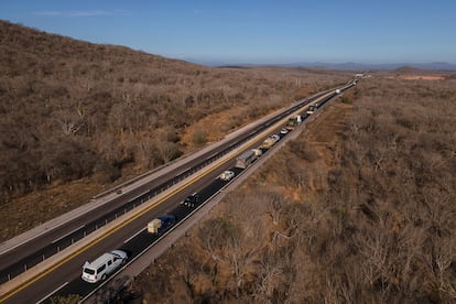 La caravana de camiones donde son trasladados los primeros 100 animales del Santuario Ostok atraviesa la carretera Culiacán-Mazatlán, una vía considerada peligrosa por la población local. 