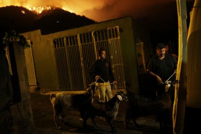 Vecinos de La Victoria rescataban cabras ante la cercanía del incendio en Tenerife, este sábado.