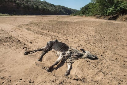 Cadáver de una vaca muerta en el río Negro Umfolozi, seco por los efectos de la última sequía, en el distrito de Nongoma al noroeste de Durban (Sudáfrica).