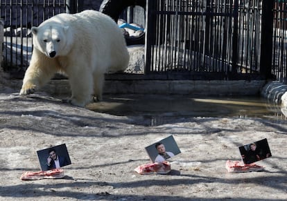 La oso polar Aurora se aproxima a las fotografías de los candidatos a las elecciones presidenciales ucranianas, de derecha a izquierda, Yulia Tymoshenko, Petro Poroshenko y Volodymyr Zelenskiy, para predecir el ganador de los comicios electorales durante un evento en el zoológico Royev Ruchey, en Krasnoyarsk (Rusia).