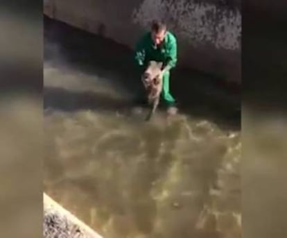 Fotograma del vídeo on es veu un home maltractant un porc senglar.