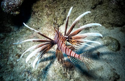 Reportaje sobre la invasión del pez león (Pterois antennata) en Chipre procedente del Mar Rojo. En la imagen, un ejemplar de pez león en el área marina protegida de Paralimni y Cabo Greco, el 4 de octubre.