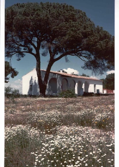 El pino de Fuentepiña, donde fue enterrado 'Platero', en una imagen tomada en 2001. / FOTO CEDIDA POR CARMEN HERNÁNDEZ-PINZÓN