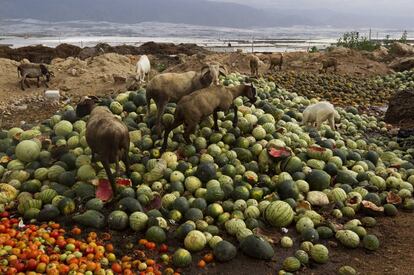 Unas cabras se alimentan de melones, sandías, tomates y pepinos que han tirado los agricultores de El Ejido (Almería)