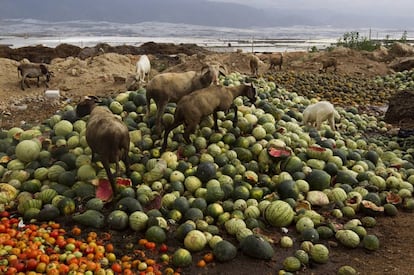 Unas cabras se alimentan de melones, sandías, tomates y pepinos que han tirado los agricultores de El Ejido (Almería)