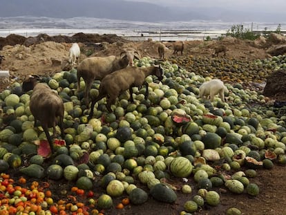 Goats eat food thrown out by farmers in Almería.