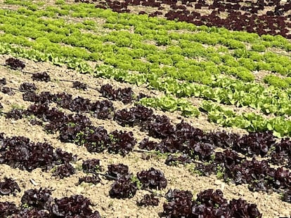 Campos de lechugas en Coín. J.C. CAPEL