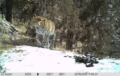 Leopardo común en el territorio del leopardo de las nieves.