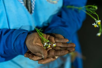Norma Juiña con una planta de manzanilla en sus manos. Trabaja en la plataforma desde hace 45 años y es una profunda conocedora de plantas medicinales.
