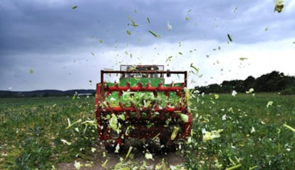 Un agricultor hace trizas su cultivo en el campo de Ronnenberg, Alemania, hoy viernes 27 de mayo de 2011. Agricultores en el norte de Alemania trituran y tiran a la basura toneladas de lechugas, pepinos y coles, debido a la posibilidad de que estén infectadas con la bacteria EHEC. Reportes sanitarios oficiales de Dinamarca y Suecia confirman 32 casos de personas afectadas por la bacteria, todas han viajado previamente a Alemania. El primer brote de la bacteria fue en la ciudad porteña alemana de Hamburgo, donde las autoridades sanitarias dijeron que los pepinos importados de España son la fuente de la bacteria. Cuatro alemanes murieron y ciento de personas están enfermas por el virus