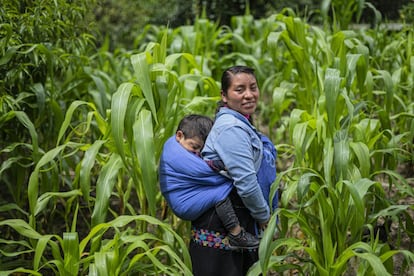 Petrona Girón sostiene a su hijo en un rebozo en medio de una milpa en Tenejapa, Chiapas. Ella asiste junto con otras mujeres de su familia a cursos de capacitación ofrecidos por la ONG Impacto.