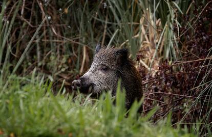 Un jabalí se alimenta al borde de una carretera en Pontedeume (A Coruña).