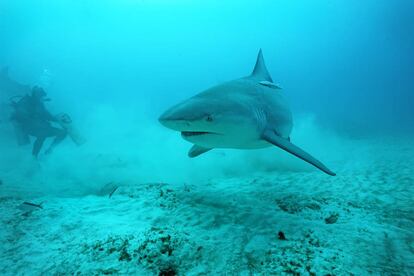 Tiburón toro en Playa del Carmen (México).