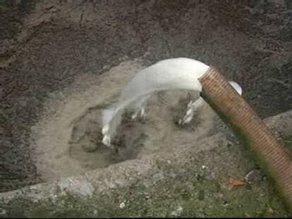Tiran 1.500 litros de leche en A Coruña