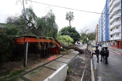 Un árbol de grandes dimensiones se desplomó sobre una terraza, sin causar daños personales, en la localidad valenciana de Tavernes de la Valdigna, el 19 de noviembre de 2018.