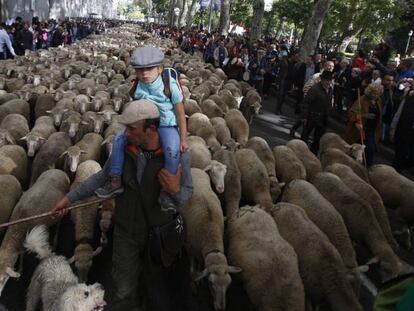 Las ovejas transhumantes pasan por Madrid.