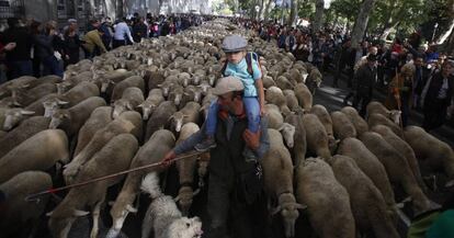 Las ovejas transhumantes pasan por Madrid.