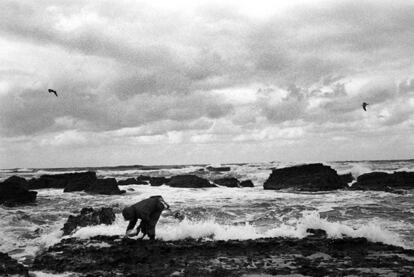 Una mujer recoge algas en las rocas. Suzu, Ishikawa.