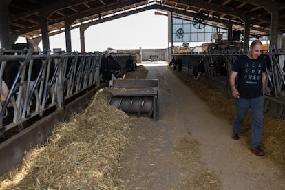 La explotación de Raúl Malillos está completamente automatizada, con arrimadoras para alimentar a las vacas y ordeñadoras robotizadas.