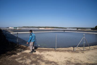 Un agente medioambiental, junto a una balsa de agua para riego denunciada en Almonte, hace un año. 