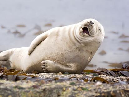 ¡Pero qué monos! Una web selecciona las 10 fotos de animales más juerguistas