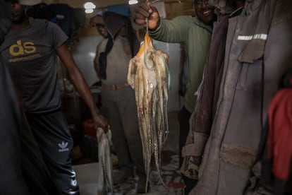 Intermediario con pulpo recién capturado. Estos animales son importantes para la biodiversidad: cazan cangrejos, mejillones, moluscos y peces.