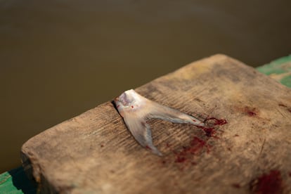 A orillas del Paraná viven comunidades que dependen de la pesca artesanal en sus aguas. La contaminación, el descenso del nivel del agua y el tráfico fluvial son algunas de las amenazas que enfrentan.