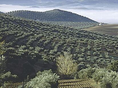 Olivares en Segura de la Sierra, en Jaén