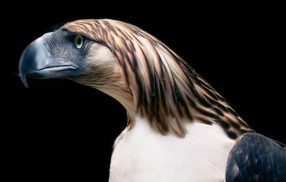 Águila morena o águila filipina (Pithecophaga jefferyi).