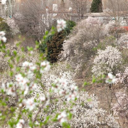 Vista de un grupo de almendros en la Huerta de Mena, en el distrito Hortaleza (Madrid)