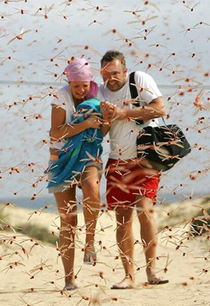 Dos turistas huyen de las langostas en la playa de Corralejo, en la isla canaria de Fuerteventura.