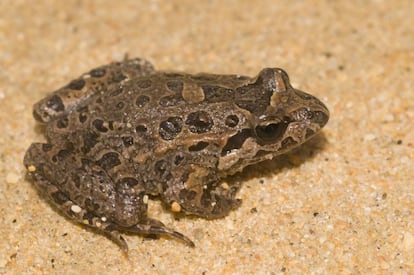 Un ejemplar de sapillo pintojo.