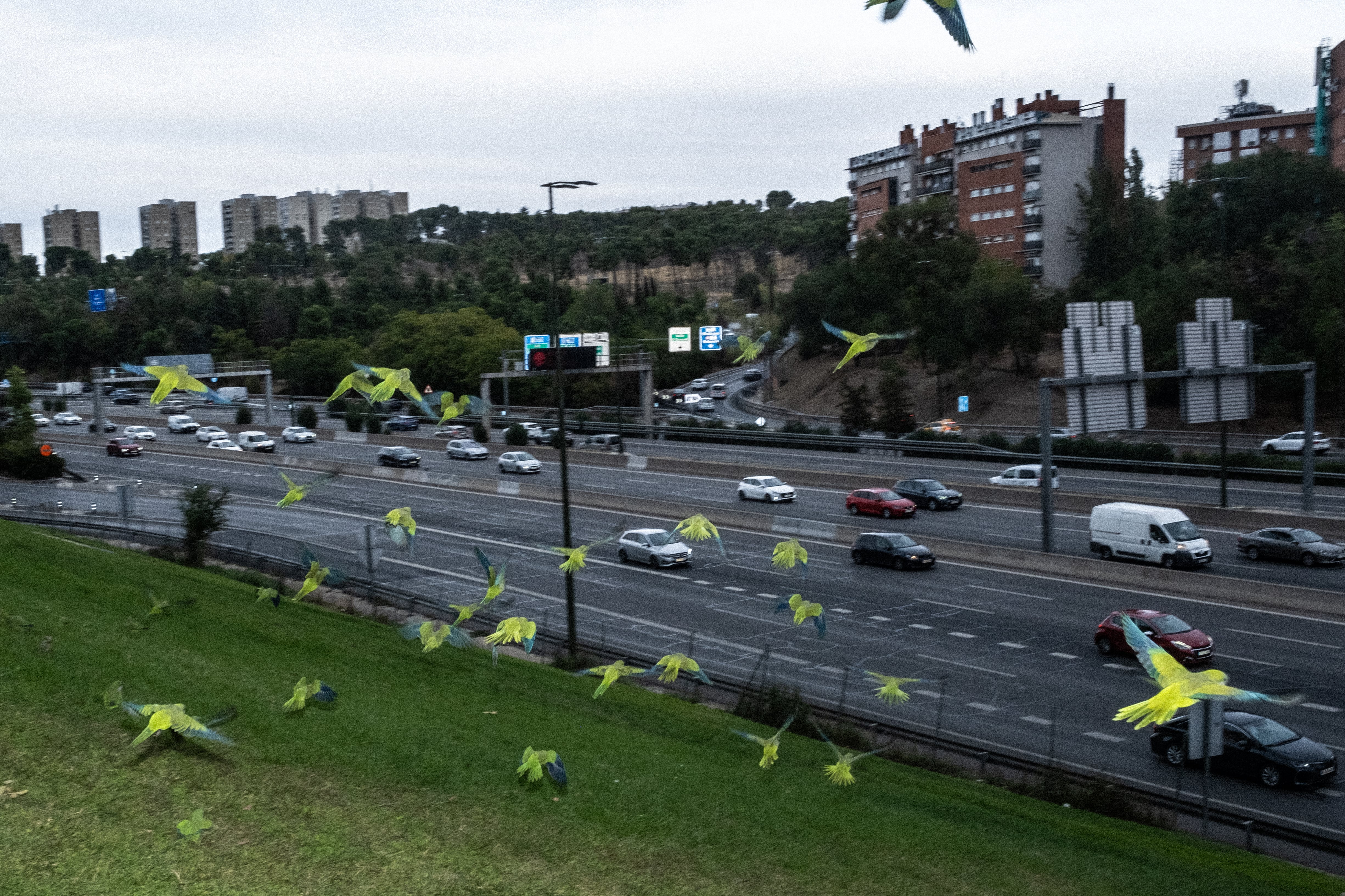 Una bandada de cotorras alza el vuelo en la orilla de la M-30.