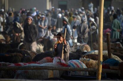 Mercado de ganado en la localidad afgana de Mazar-i-Sharif, donde se preparan para la fiesta del sacrificio que celebran los musulmanes de todo el mundo y que marca el final de la peregrinacin a La Meca.