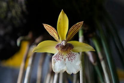 Orquídeas en el jardín botánico José Celestino Mutis.