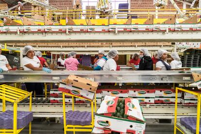 Varias mujeres trabajan en una empresa de aguacates en Uruapan, Michoacn (Mxico).